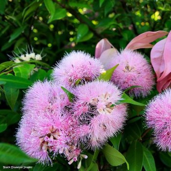 Syzygium 'Cascade' - Cascading Lilly Pilly Syzygium 'Cascade' - Cascading Lilly Pilly